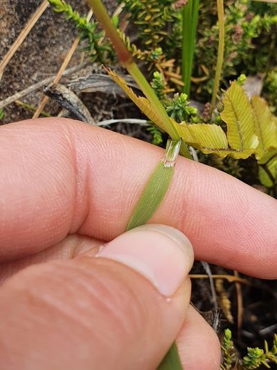 Anthoxanthum novae-zelandiae, photographed by Danielle Munster