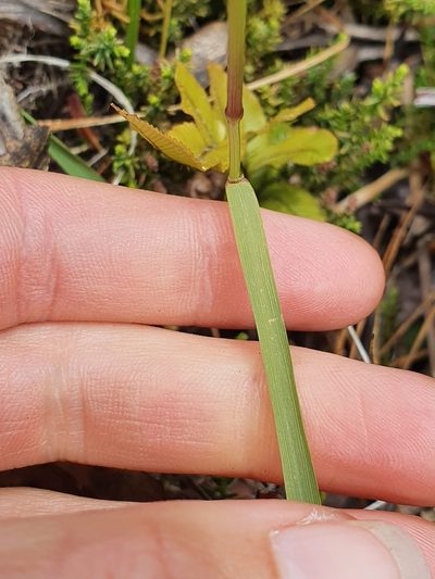 Anthoxanthum novae-zelandiae, photographed by Danielle Munster