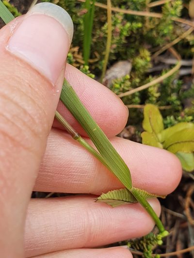 Anthoxanthum novae-zelandiae, photographed by Danielle Munster
