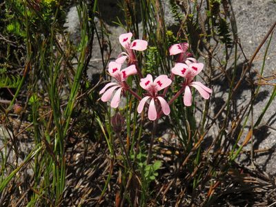 Pelargonium pinnatum, photographed by Jeremy Gilmore