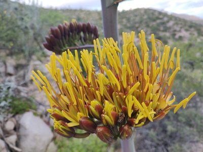 Agave aurea, photographed by Abraham Sánchez Romero