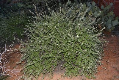 Aloysia wrightii, photographed by Brian Finzel