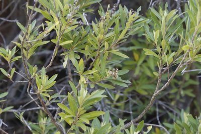 Brachylaena neriifolia, photographed by Tony Rebelo