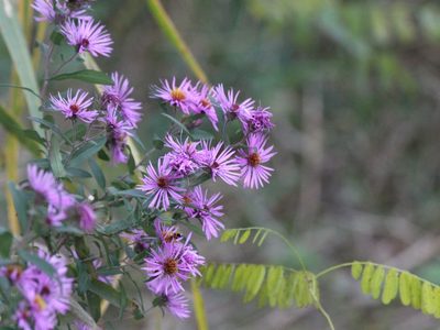 Symphyotrichum novae-angliae, photographed by Andrew Bazdyrev
