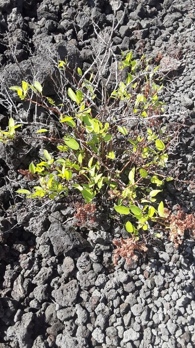 Rumex skottsbergii, photographed by lauralaska66