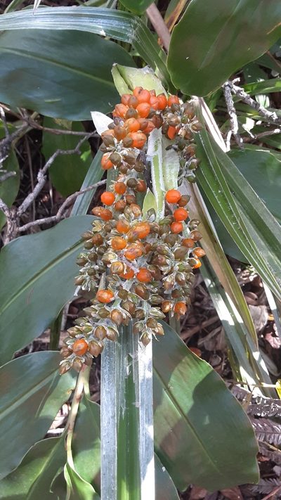Astelia menziesiana, photographed by lauralaska66