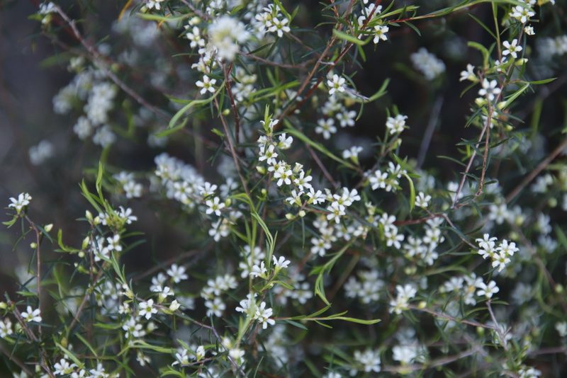 Coleonema juniperinum, photographed by Tony Rebelo