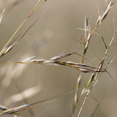 Austrostipa blackii, photographed by Kym Nicolson