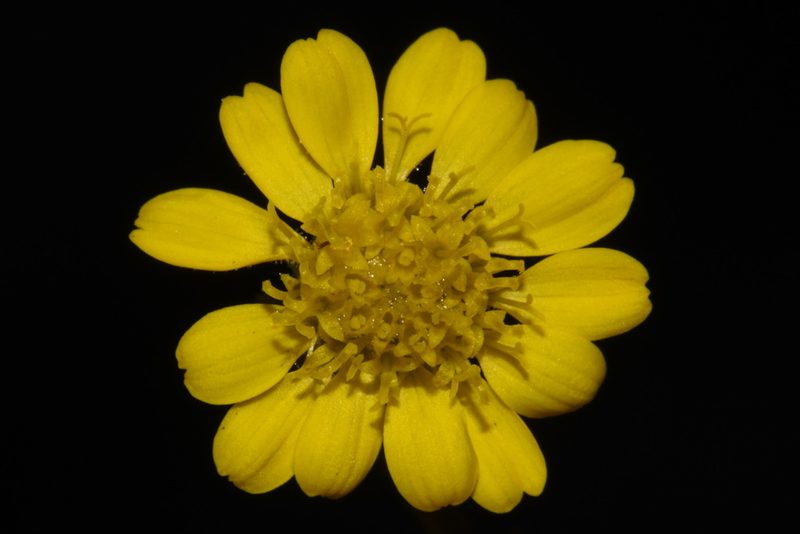 Hymenothrix dissecta, photographed by Brian Finzel