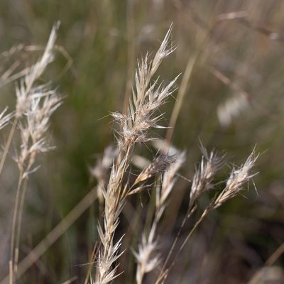 Rytidosperma setaceum, photographed by Kym Nicolson