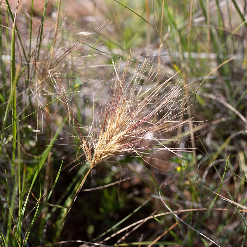 Aristida behriana, photographed by Kym Nicolson