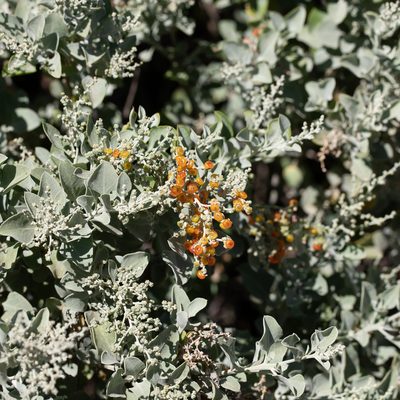 Chenopodium parabolicum, photographed by Kym Nicolson
