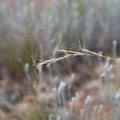 Anthosachne scabra, photographed by Kym Nicolson