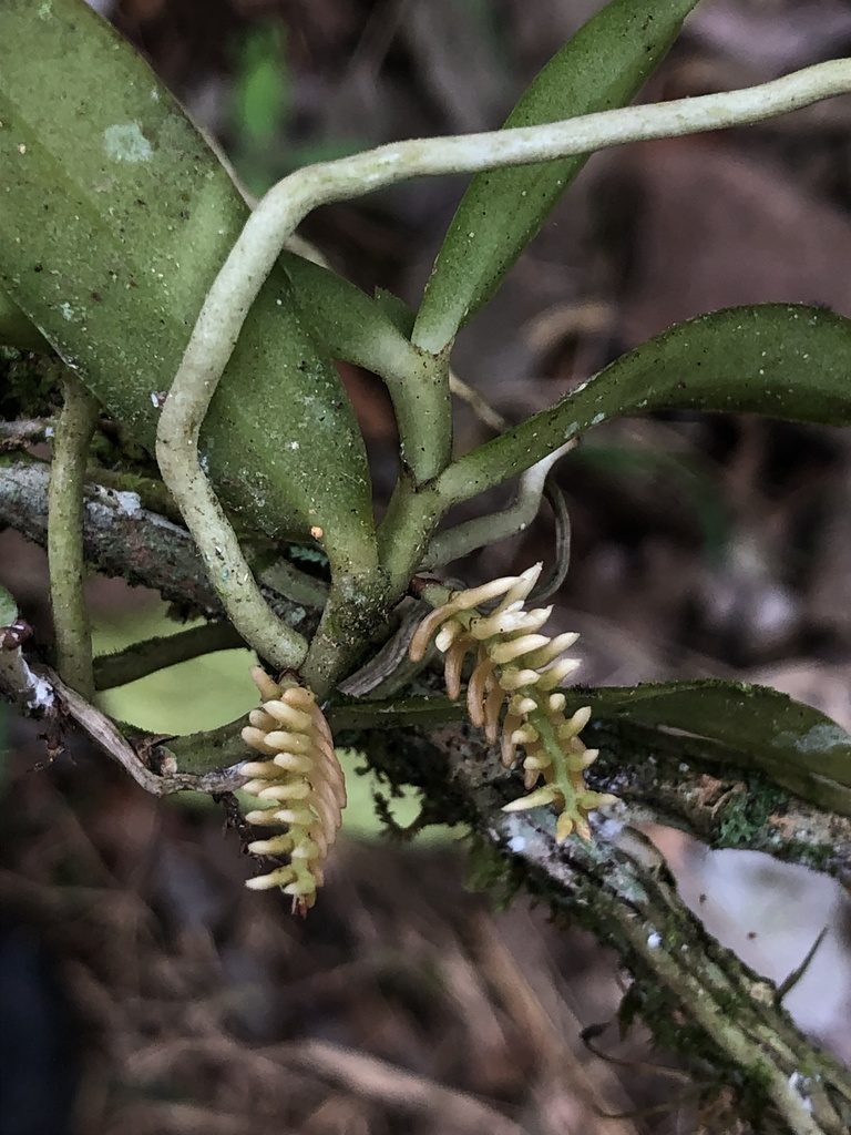 Campylocentrum robustum, photographed by Skjold Søndergaard