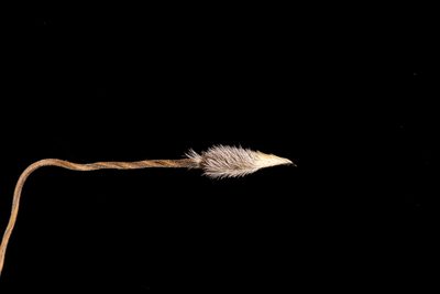 Austrostipa setacea, photographed by Kym Nicolson