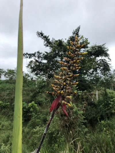 Aechmea angustifolia, photographed by Skjold Søndergaard