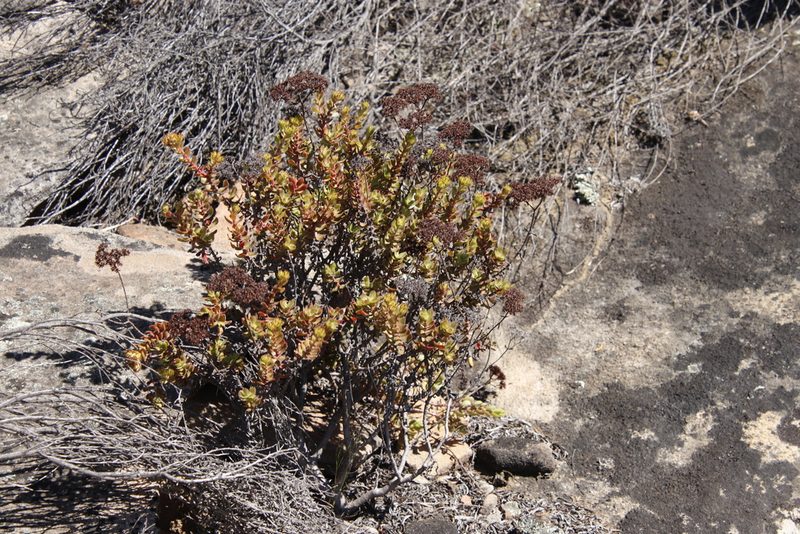 Crassula undulata, photographed by Tony Rebelo
