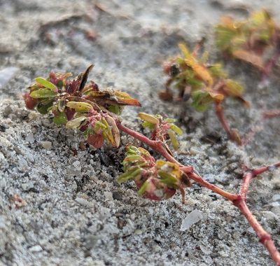 Euphorbia bombensis, photographed by natalie
