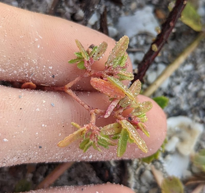 Euphorbia bombensis, photographed by natalie