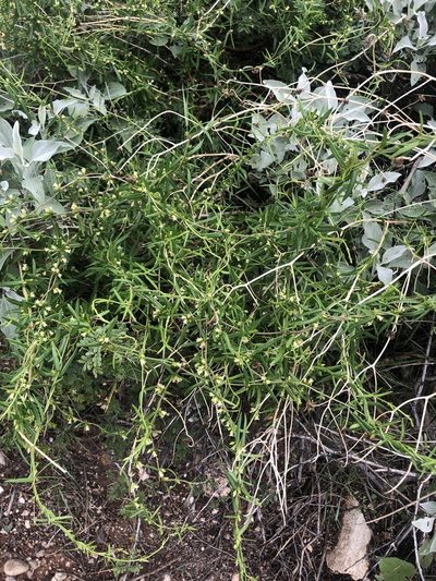 Metastelma arizonicum, photographed by Jared Shorma