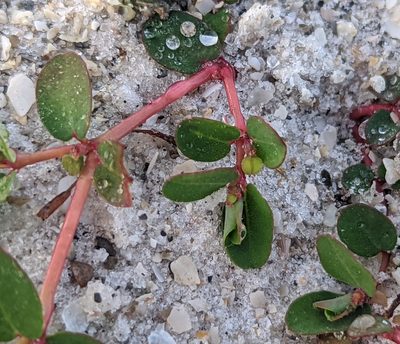 Euphorbia blodgettii, photographed by natalie