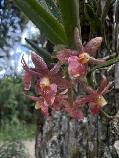 Epidendrum oxysepalum, photographed by Nicolás Baresch Uribe