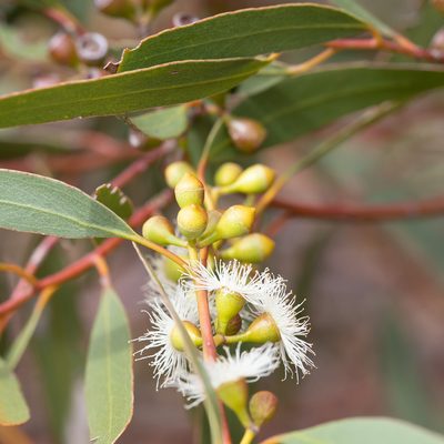 Eucalyptus porosa, photographed by Kym Nicolson