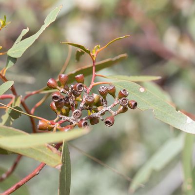 Eucalyptus porosa, photographed by Kym Nicolson