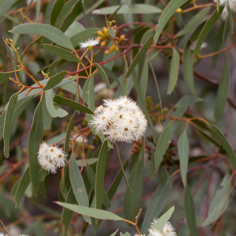 Eucalyptus porosa, photographed by Kym Nicolson