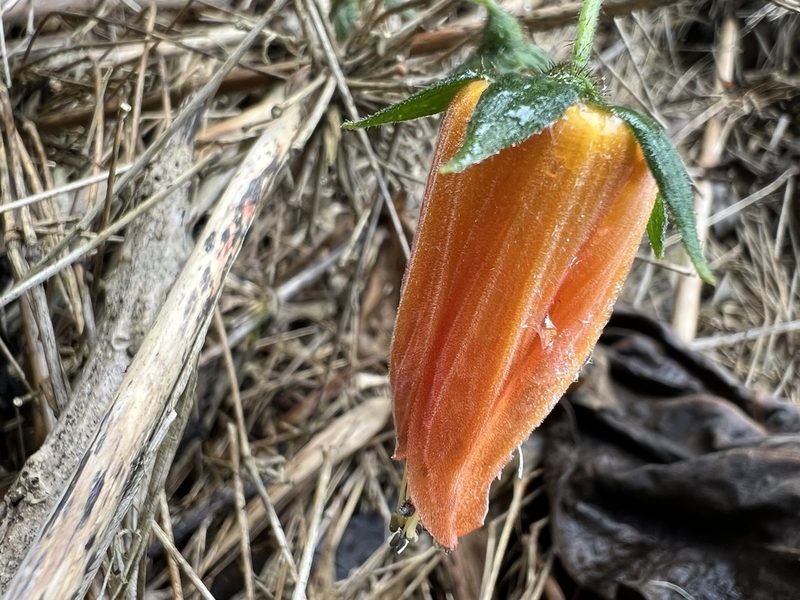 Nasa campaniflora, photographed by Nicolás Baresch Uribe