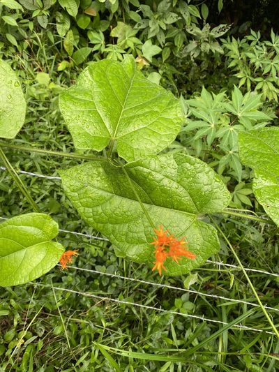 Gurania bignoniacea, photographed by Emily Franzen