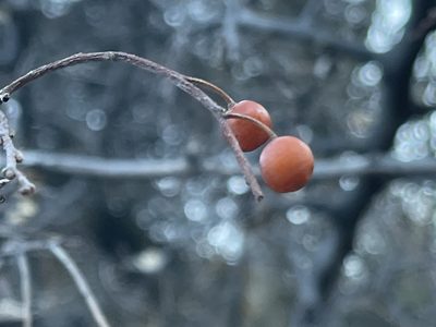 Celtis reticulata, photographed by Robbie Hannawacker