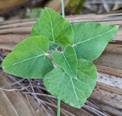 Araujia odorata, photographed by natalie