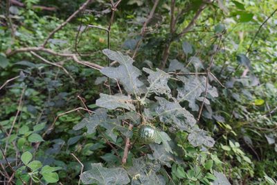 Solanum umtuma, photographed by Matthew Fainman