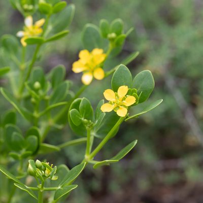 Roepera apiculata, photographed by Kym Nicolson