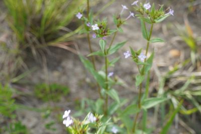 Conostomium natalense, photographed by Matthew Fainman