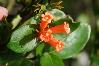 Burchellia bubalina, photographed by Matthew Fainman