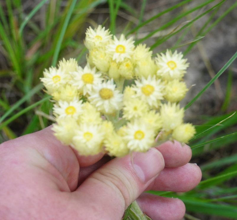 Helichrysum appendiculatum, photographed by Matthew Fainman