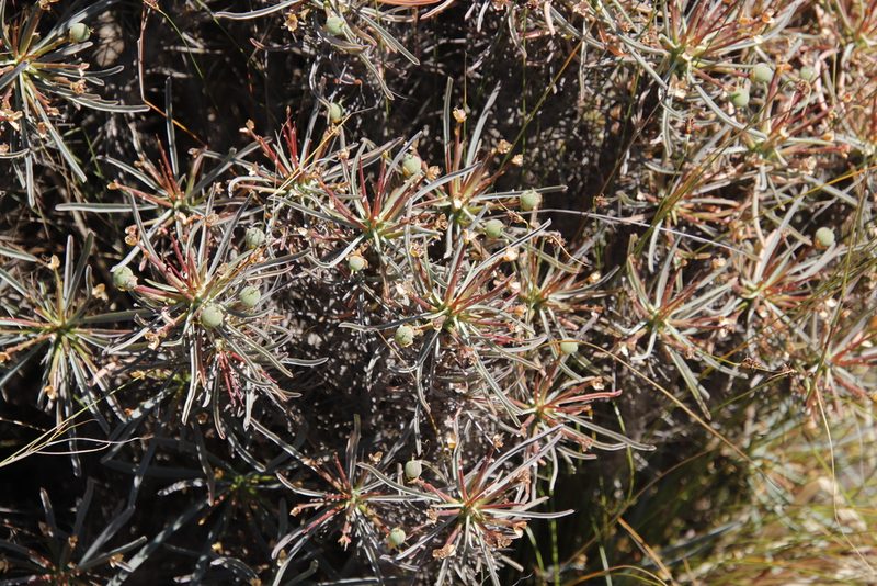 Euphorbia loricata, photographed by Tony Rebelo