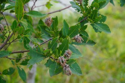 Dais cotinifolia, photographed by Matthew Fainman