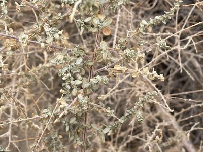 Atriplex polycarpa, photographed by Henrik Kibak