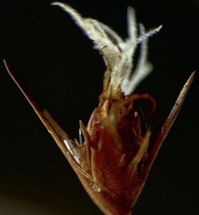 Bulbostylis warei, photographed by mark-groeneveld
