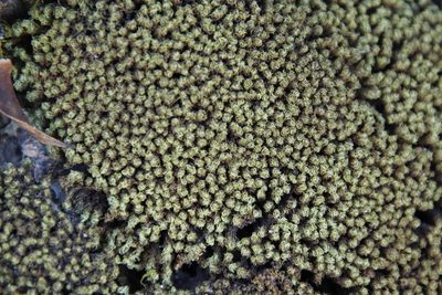 Tortella xanthocarpa, photographed by Tony Rebelo