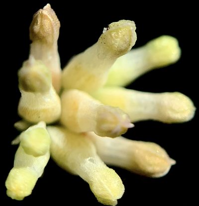 Burmannia capitata, photographed by mark-groeneveld