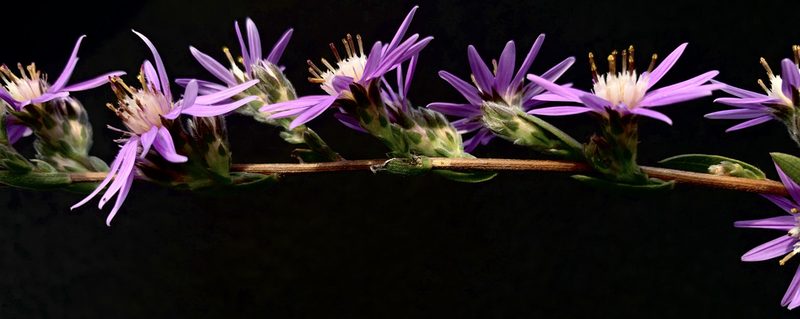 Symphyotrichum concolor, photographed by mark-groeneveld