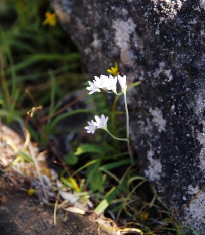 Geissorhiza inaequalis, photographed by Tony Rebelo