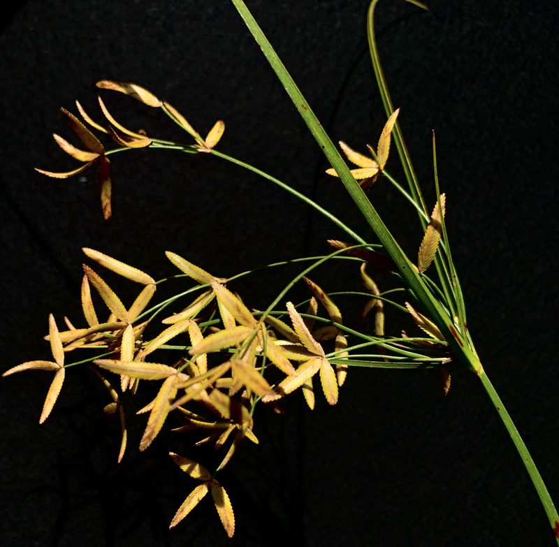 Cyperus lecontei, photographed by mark-groeneveld