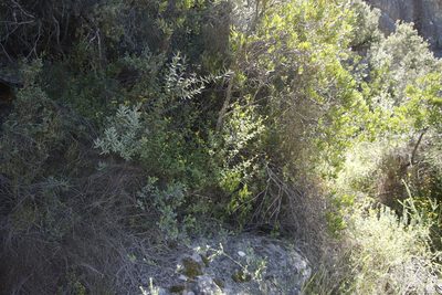 Hippia frutescens, photographed by Tony Rebelo