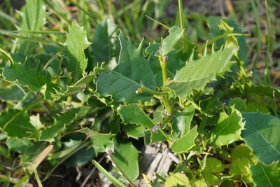 Elaeodendron croceum, photographed by Matthew Fainman