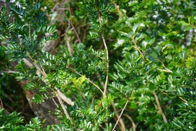 Zanthoxylum capense, photographed by Matthew Fainman